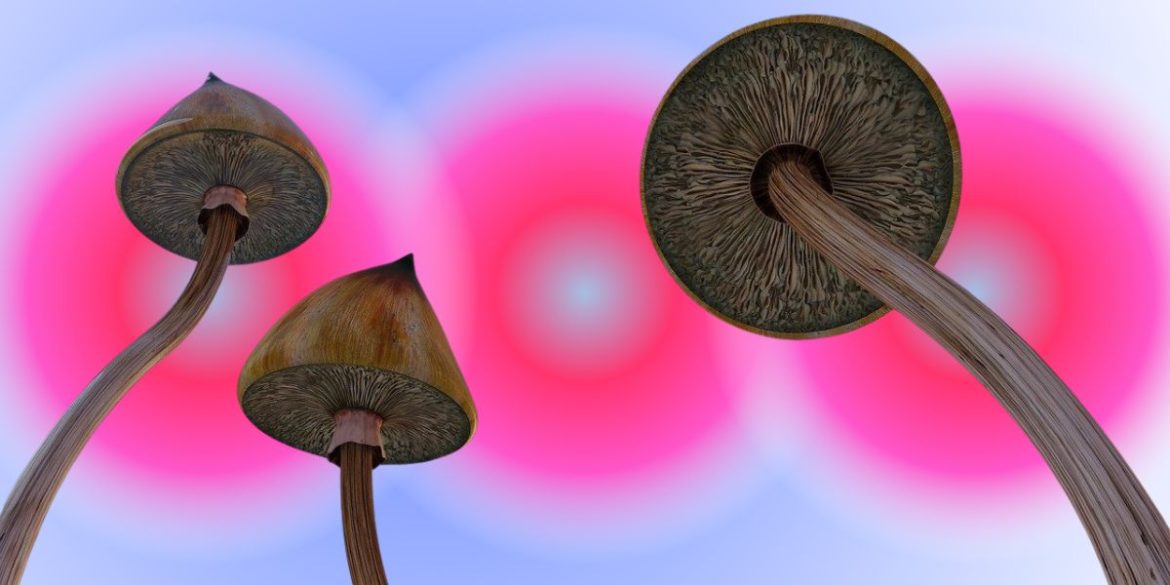 copertina funghi official