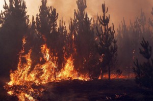 La foresta incendiata a Empedrado, comune cileno della provincia di Talca nella Regione del Maule.